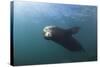 Californian Sea Lion (Zalophus Californianus)-Reinhard Dirscherl-Stretched Canvas