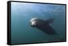 Californian Sea Lion (Zalophus Californianus)-Reinhard Dirscherl-Framed Stretched Canvas