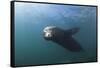 Californian Sea Lion (Zalophus Californianus)-Reinhard Dirscherl-Framed Stretched Canvas