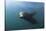 Californian Sea Lion (Zalophus Californianus)-Reinhard Dirscherl-Stretched Canvas