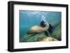 Californian Sea Lion (Zalophus Californianus)-Reinhard Dirscherl-Framed Premium Photographic Print