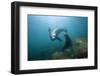 Californian Sea Lion (Zalophus Californianus)-Reinhard Dirscherl-Framed Premium Photographic Print