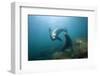 Californian Sea Lion (Zalophus Californianus)-Reinhard Dirscherl-Framed Premium Photographic Print