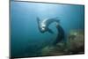 Californian Sea Lion (Zalophus Californianus)-Reinhard Dirscherl-Mounted Premium Photographic Print