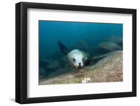 Californian Sea Lion (Zalophus Californianus)-Reinhard Dirscherl-Framed Premium Photographic Print