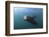 Californian Sea Lion (Zalophus Californianus)-Reinhard Dirscherl-Framed Premium Photographic Print