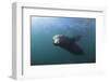 Californian Sea Lion (Zalophus Californianus)-Reinhard Dirscherl-Framed Premium Photographic Print