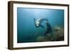 Californian Sea Lion (Zalophus Californianus)-Reinhard Dirscherl-Framed Photographic Print