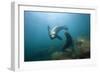 Californian Sea Lion (Zalophus Californianus)-Reinhard Dirscherl-Framed Photographic Print