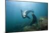 Californian Sea Lion (Zalophus Californianus)-Reinhard Dirscherl-Mounted Photographic Print