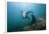 Californian Sea Lion (Zalophus Californianus)-Reinhard Dirscherl-Framed Photographic Print