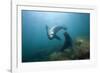 Californian Sea Lion (Zalophus Californianus)-Reinhard Dirscherl-Framed Photographic Print