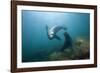 Californian Sea Lion (Zalophus Californianus)-Reinhard Dirscherl-Framed Photographic Print