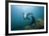 Californian Sea Lion (Zalophus Californianus)-Reinhard Dirscherl-Framed Photographic Print