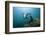 Californian Sea Lion (Zalophus Californianus)-Reinhard Dirscherl-Framed Photographic Print