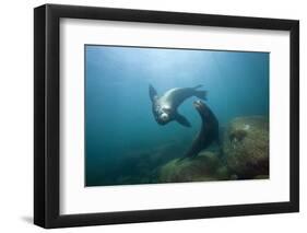 Californian Sea Lion (Zalophus Californianus)-Reinhard Dirscherl-Framed Photographic Print