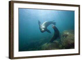 Californian Sea Lion (Zalophus Californianus)-Reinhard Dirscherl-Framed Photographic Print