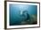 Californian Sea Lion (Zalophus Californianus)-Reinhard Dirscherl-Framed Photographic Print