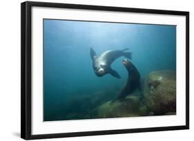 Californian Sea Lion (Zalophus Californianus)-Reinhard Dirscherl-Framed Photographic Print