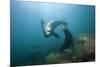 Californian Sea Lion (Zalophus Californianus)-Reinhard Dirscherl-Mounted Photographic Print