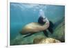 Californian Sea Lion (Zalophus Californianus)-Reinhard Dirscherl-Framed Photographic Print