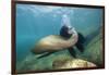 Californian Sea Lion (Zalophus Californianus)-Reinhard Dirscherl-Framed Photographic Print