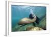 Californian Sea Lion (Zalophus Californianus)-Reinhard Dirscherl-Framed Photographic Print