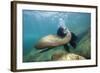 Californian Sea Lion (Zalophus Californianus)-Reinhard Dirscherl-Framed Photographic Print