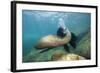 Californian Sea Lion (Zalophus Californianus)-Reinhard Dirscherl-Framed Photographic Print