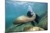 Californian Sea Lion (Zalophus Californianus)-Reinhard Dirscherl-Mounted Photographic Print