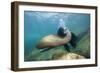 Californian Sea Lion (Zalophus Californianus)-Reinhard Dirscherl-Framed Photographic Print