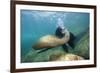 Californian Sea Lion (Zalophus Californianus)-Reinhard Dirscherl-Framed Photographic Print