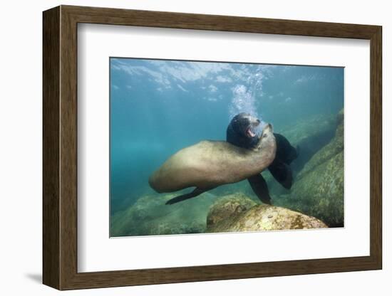 Californian Sea Lion (Zalophus Californianus)-Reinhard Dirscherl-Framed Photographic Print