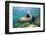 Californian Sea Lion (Zalophus Californianus)-Reinhard Dirscherl-Framed Photographic Print