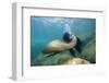 Californian Sea Lion (Zalophus Californianus)-Reinhard Dirscherl-Framed Photographic Print