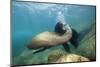 Californian Sea Lion (Zalophus Californianus)-Reinhard Dirscherl-Mounted Photographic Print