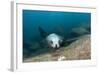 Californian Sea Lion (Zalophus Californianus)-Reinhard Dirscherl-Framed Photographic Print