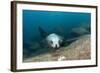 Californian Sea Lion (Zalophus Californianus)-Reinhard Dirscherl-Framed Photographic Print