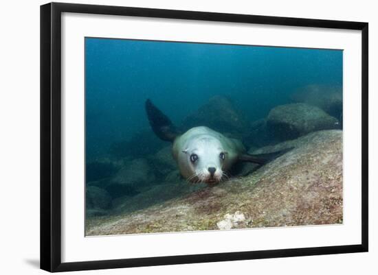 Californian Sea Lion (Zalophus Californianus)-Reinhard Dirscherl-Framed Photographic Print