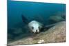 Californian Sea Lion (Zalophus Californianus)-Reinhard Dirscherl-Mounted Photographic Print