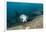 Californian Sea Lion (Zalophus Californianus)-Reinhard Dirscherl-Framed Photographic Print