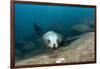 Californian Sea Lion (Zalophus Californianus)-Reinhard Dirscherl-Framed Photographic Print