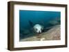 Californian Sea Lion (Zalophus Californianus)-Reinhard Dirscherl-Framed Photographic Print