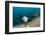 Californian Sea Lion (Zalophus Californianus)-Reinhard Dirscherl-Framed Photographic Print