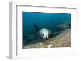 Californian Sea Lion (Zalophus Californianus)-Reinhard Dirscherl-Framed Photographic Print