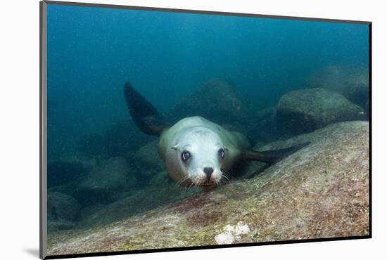 Californian Sea Lion (Zalophus Californianus)-Reinhard Dirscherl-Mounted Photographic Print