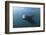 Californian Sea Lion (Zalophus Californianus)-Reinhard Dirscherl-Framed Photographic Print