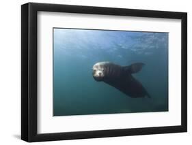 Californian Sea Lion (Zalophus Californianus)-Reinhard Dirscherl-Framed Photographic Print