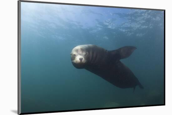 Californian Sea Lion (Zalophus Californianus)-Reinhard Dirscherl-Mounted Photographic Print