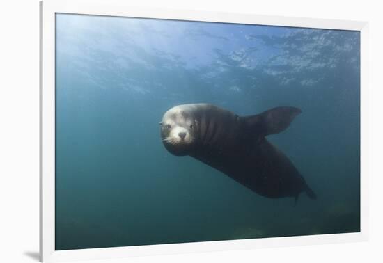 Californian Sea Lion (Zalophus Californianus)-Reinhard Dirscherl-Framed Photographic Print